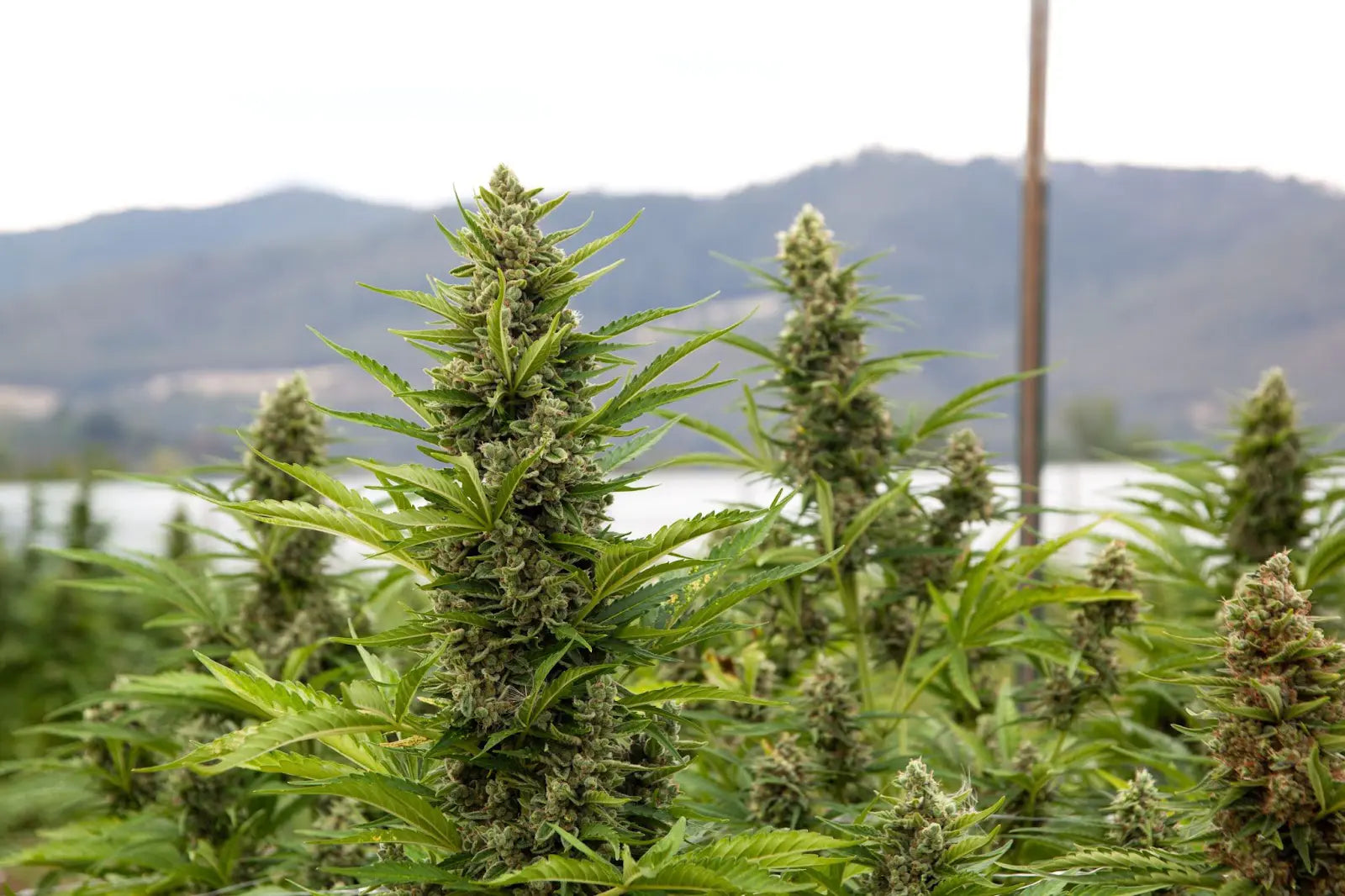 Outdoor Flower pg