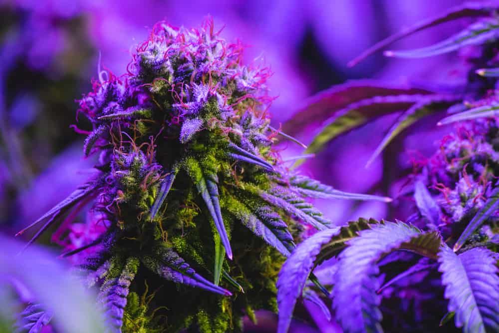 Indoor Flower pg