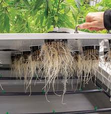 Hydrophonic Flower pg